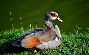 Preview wallpaper duck, feathers, grass, lake, lie