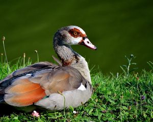 Preview wallpaper duck, feathers, grass, lake, lie