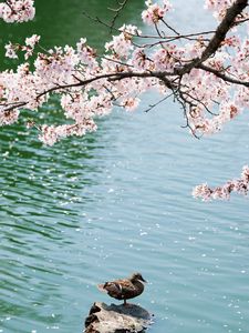 Preview wallpaper duck, field, sakura, lake, sit