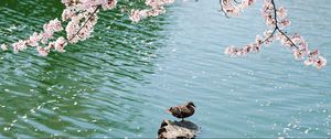 Preview wallpaper duck, field, sakura, lake, sit