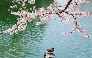 Preview wallpaper duck, field, sakura, lake, sit
