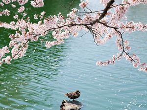 Preview wallpaper duck, field, sakura, lake, sit