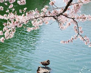 Preview wallpaper duck, field, sakura, lake, sit