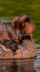 Preview wallpaper duck, goldeneye, feathers, water