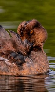 Preview wallpaper duck, goldeneye, feathers, water