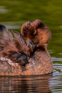 Preview wallpaper duck, goldeneye, feathers, water