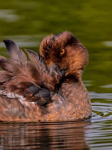 Preview wallpaper duck, goldeneye, feathers, water