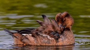 Preview wallpaper duck, goldeneye, feathers, water