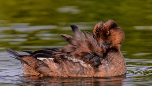 Preview wallpaper duck, goldeneye, feathers, water