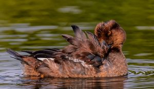 Preview wallpaper duck, goldeneye, feathers, water