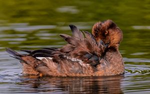 Preview wallpaper duck, goldeneye, feathers, water