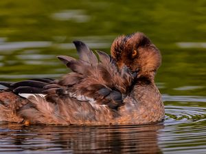 Preview wallpaper duck, goldeneye, feathers, water