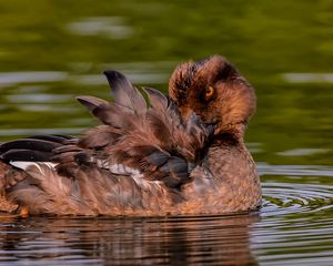 Preview wallpaper duck, goldeneye, feathers, water