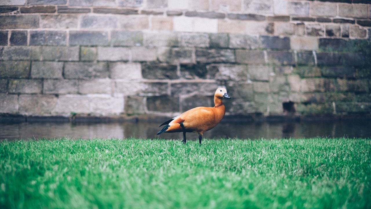 Wallpaper duck, grass, bird, wall