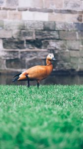 Preview wallpaper duck, grass, bird, wall