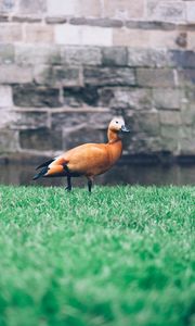 Preview wallpaper duck, grass, bird, wall