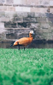 Preview wallpaper duck, grass, bird, wall