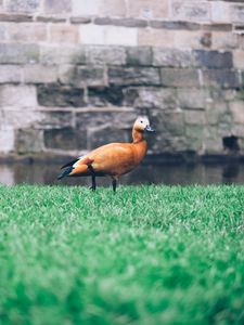 Preview wallpaper duck, grass, bird, wall