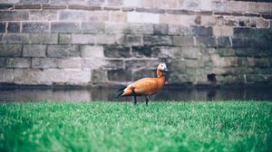 Preview wallpaper duck, grass, bird, wall