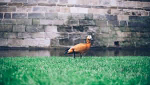 Preview wallpaper duck, grass, bird, wall