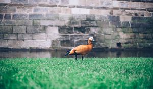 Preview wallpaper duck, grass, bird, wall