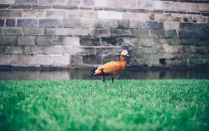 Preview wallpaper duck, grass, bird, wall