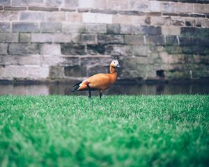 Preview wallpaper duck, grass, bird, wall