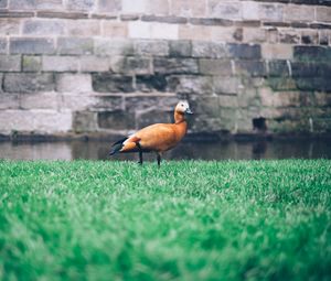 Preview wallpaper duck, grass, bird, wall