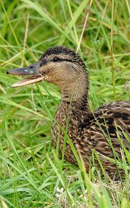 Preview wallpaper duck, grass, lie, bird