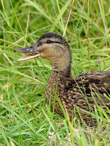 Preview wallpaper duck, grass, lie, bird