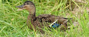 Preview wallpaper duck, grass, lie, bird