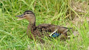 Preview wallpaper duck, grass, lie, bird