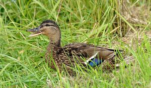 Preview wallpaper duck, grass, lie, bird