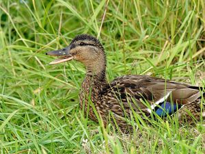 Preview wallpaper duck, grass, lie, bird