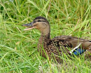 Preview wallpaper duck, grass, lie, bird