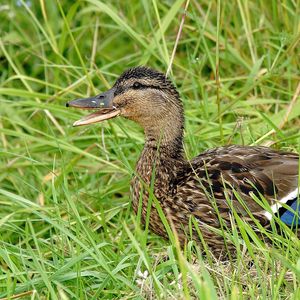 Preview wallpaper duck, grass, lie, bird