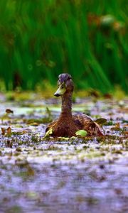 Preview wallpaper duck, grass, swim, beak