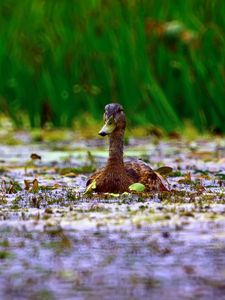 Preview wallpaper duck, grass, swim, beak