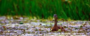Preview wallpaper duck, grass, swim, beak