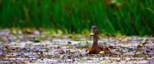 Preview wallpaper duck, grass, swim, beak