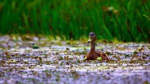 Preview wallpaper duck, grass, swim, beak