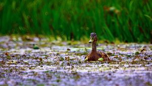 Preview wallpaper duck, grass, swim, beak