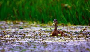 Preview wallpaper duck, grass, swim, beak