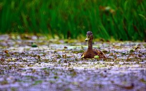 Preview wallpaper duck, grass, swim, beak