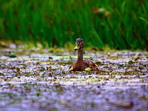 Preview wallpaper duck, grass, swim, beak