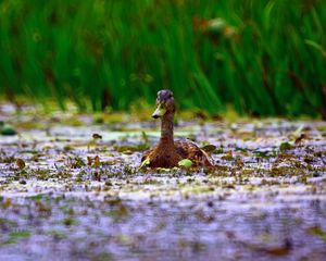 Preview wallpaper duck, grass, swim, beak