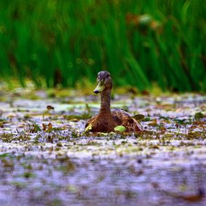 Preview wallpaper duck, grass, swim, beak