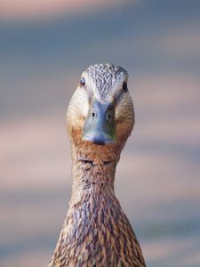 Preview wallpaper duck, head, beak, bird, funny, blur