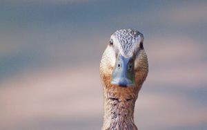 Preview wallpaper duck, head, beak, bird, funny, blur