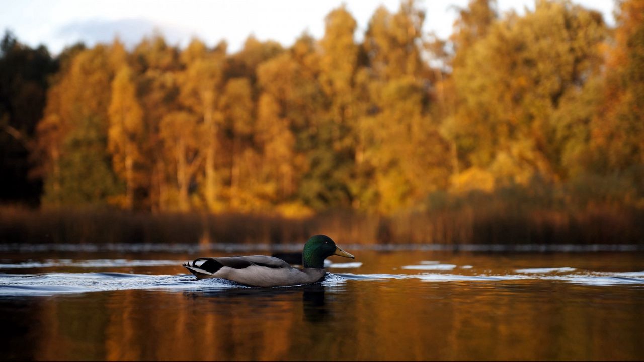 Wallpaper duck, lake, autumn